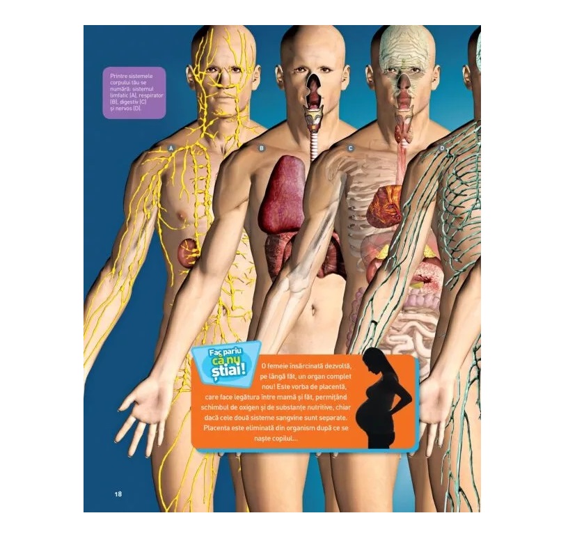 Carte Enciclopedia Corpului Uman Christina Wilsdon, Patricia Daniels, Jen Agresta - poza 3