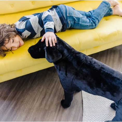 Catel Labrador Negru gigant din plus - poza 2