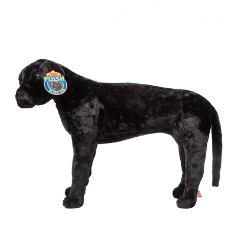 Catel Labrador Negru gigant din plus - poza 4