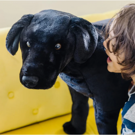 Catel Labrador Negru gigant din plus - poza 5