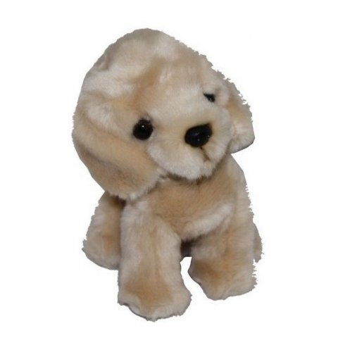 Catelus de plus Silky Husky sau Labrador - poza 2