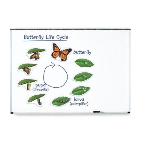 Ciclul vietii fluturelui - set magnetic - poza 1
