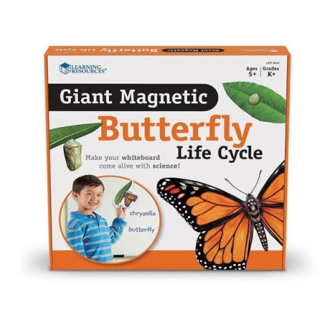 Ciclul vietii fluturelui - set magnetic - poza 2