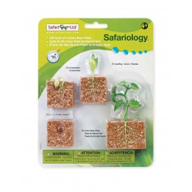 Ciclul vietii la Planta de Fasole - poza 1