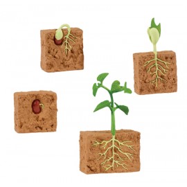 Ciclul vietii la Planta de Fasole - poza 2