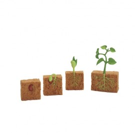 Ciclul vietii la Planta de Fasole - poza 3