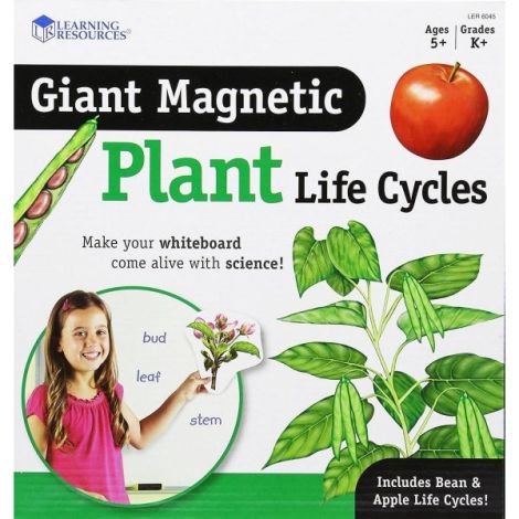 Ciclul vietii plantei - set magnetic - poza 1