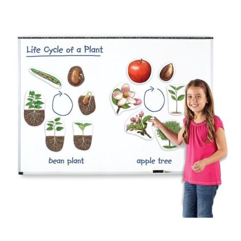 Ciclul vietii plantei - set magnetic - poza 2