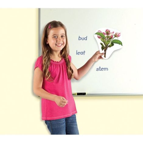 Ciclul vietii plantei - set magnetic - poza 3
