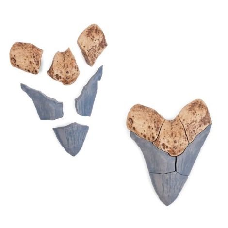 Dinte Megalodon, set magnetic 3D, Guidecraft - poza 5