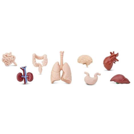 Figurina - organele corpului uman - poza 1
