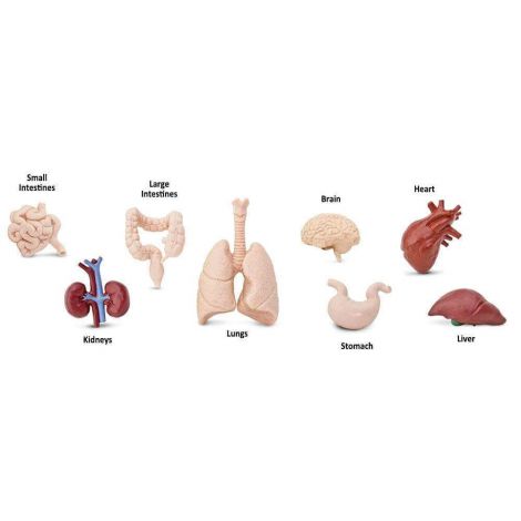 Figurina - organele corpului uman - poza 2