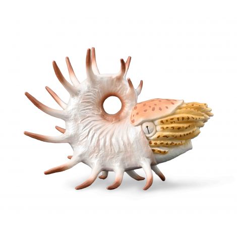Figurina pictata manual Cooperoceras - poza 1
