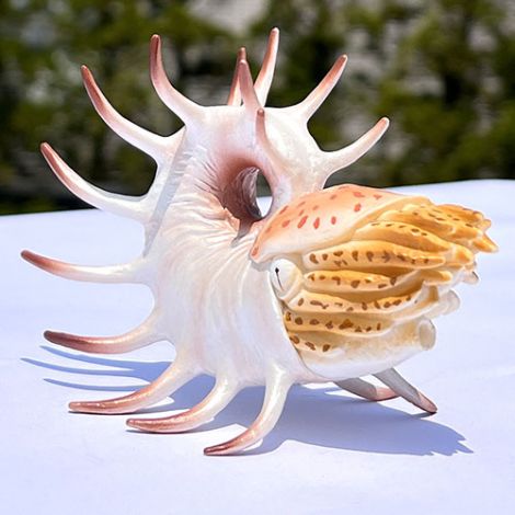 Figurina pictata manual Cooperoceras - poza 2