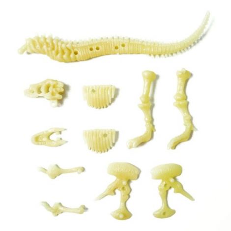 Fosila T-Rex fosforescenta , Sci:Bits - poza 3