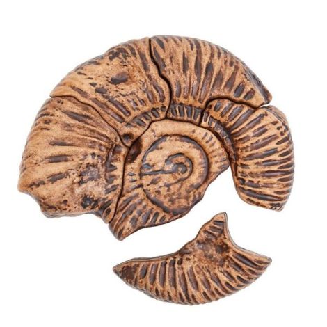 Fosile Ammonite, set magnetic 3D, Guidecraft - poza 3
