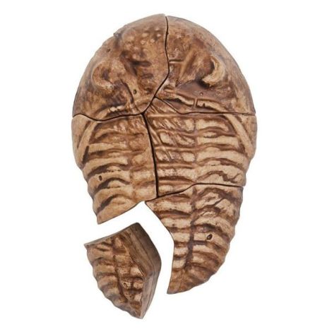 Fosile Trilobit, set magnetic 3D, Guidecraft - poza 3