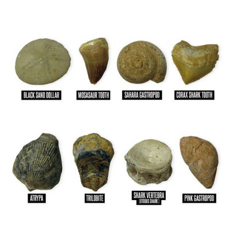 Geosafari - kit excavare fosile - poza 3