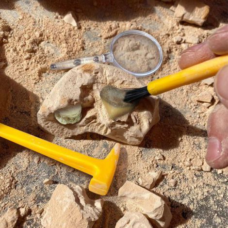 Geosafari - kit excavare fosile - poza 4