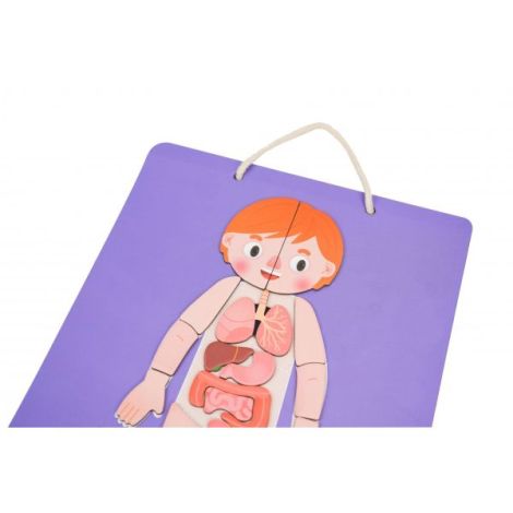 Joc magnetic educativ - Anatomia Umana - poza 5