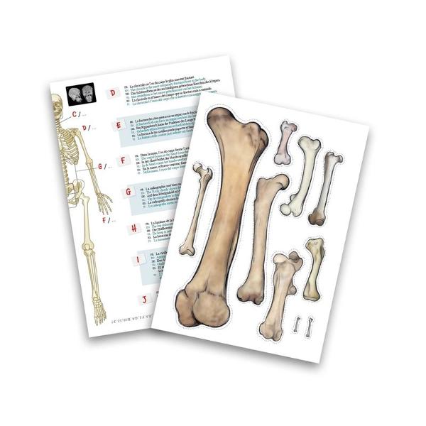 Jucarie educativa Buki Schelet Gigant 45 cm - poza 4