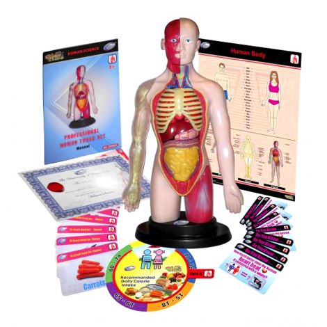 Kit educational mulaj Corpul uman si sistemul digestiv - poza 1