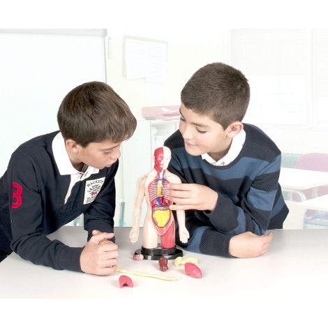 Kit educational mulaj Corpul uman si sistemul digestiv - poza 5
