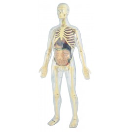 Model Corpul Uman 56 cm - poza 2