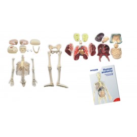 Model Corpul Uman 56 cm - poza 3