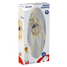 Model Corpul Uman 56 cm - poza 4