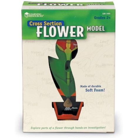 Model de sectiune a florii - poza 4