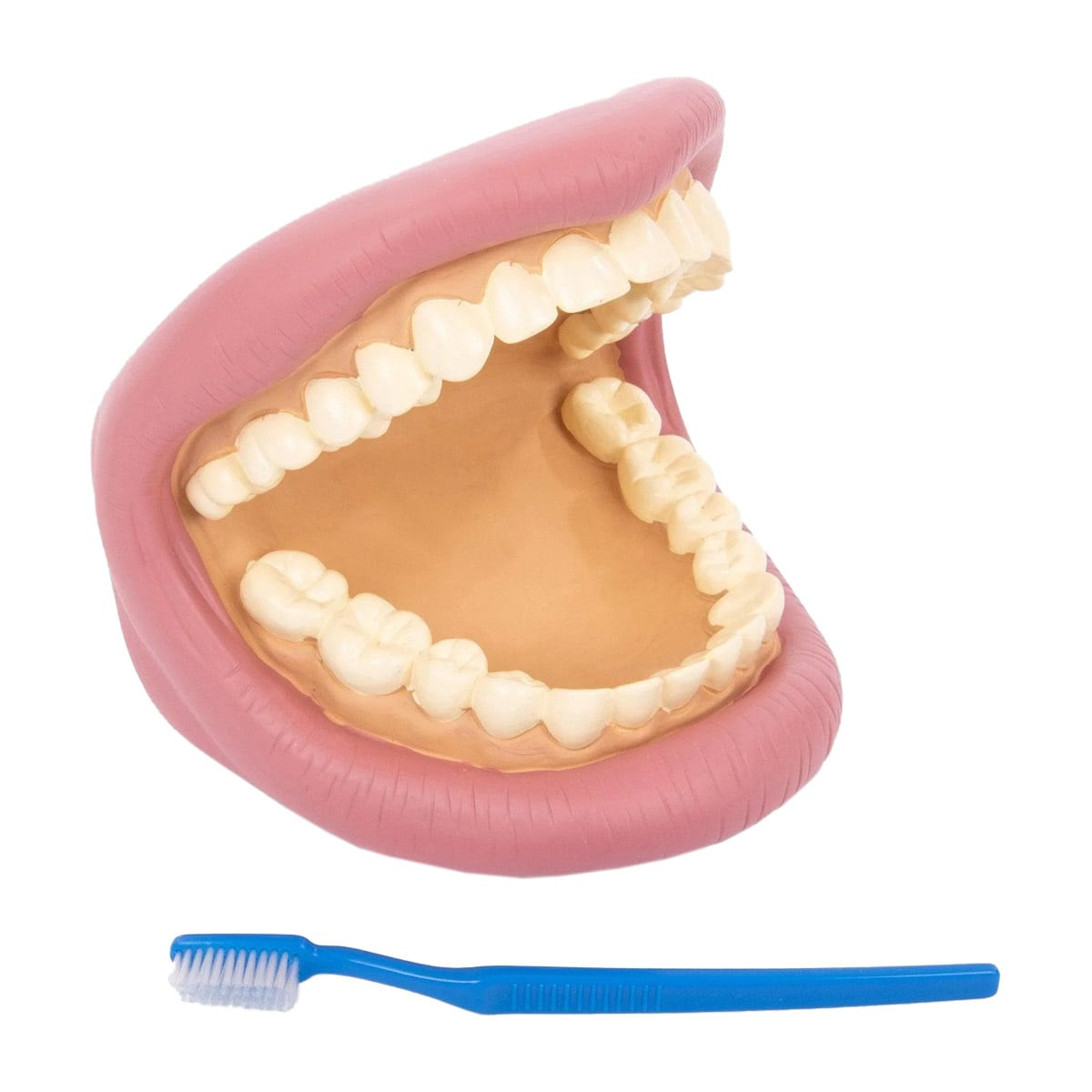 Model dentar demonstrativ, Tickit