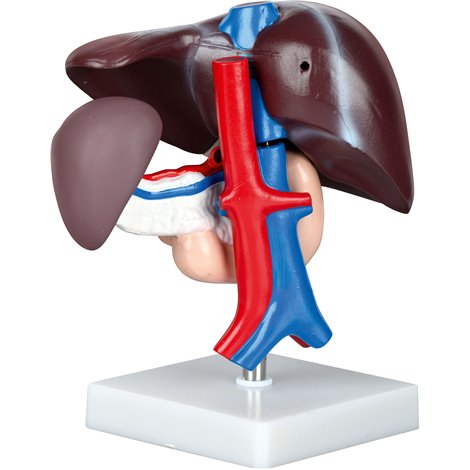 Mulaj de ficat cu pancreas si duoden, 18 x 10 x 17 cm, pentru uz didactic - poza 1