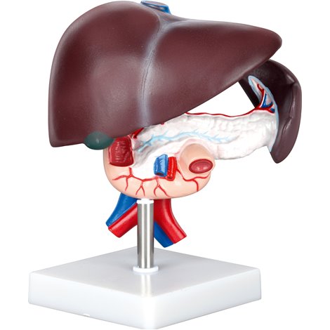 Mulaj de ficat cu pancreas si duoden, 18 x 10 x 17 cm, pentru uz didactic - poza 2
