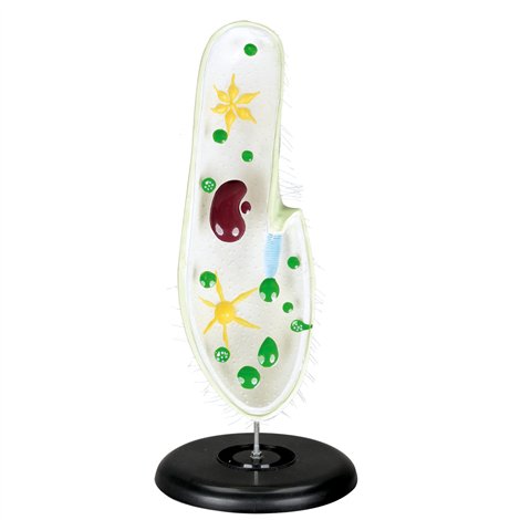 Mulaj model Parameci, 37 x 13 x 6,5 cm, pentru uz didactic