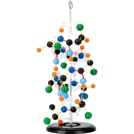 Mulaj model proteina, 28 x 19 x 45 cm, pentru uz didactic - poza 1