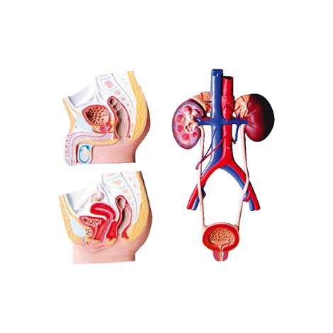 Mulaj sectiune aparat urogenital, 53 x 38 x 5 cm, pentru uz didactic