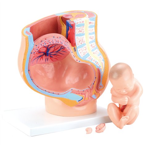 Mulaj sectiune pelvis femeie insarcinata, 36 x 25 x 20 cm, pentru uz didactic - poza 1