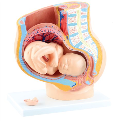 Mulaj sectiune pelvis femeie insarcinata, 36 x 25 x 20 cm, pentru uz didactic - poza 2