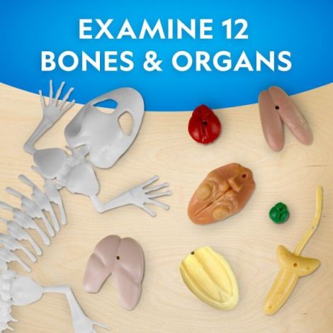 National Geographic - Kit creativ laborator de disectie soparla - poza 4