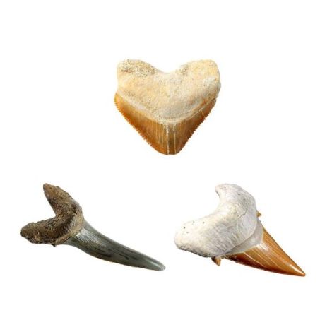 National Geographic - Kit Creativ Sa Cautam Dinti De Rechini - poza 5