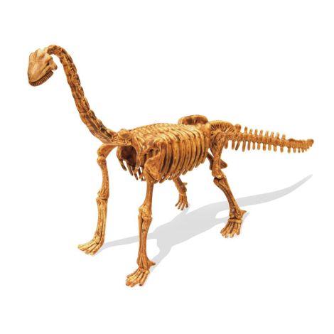 Paleontologie - Dino Kit - Brachiosaurus - poza 5
