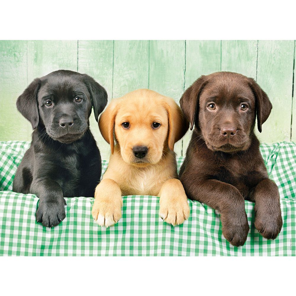 Puzzle 1000 piese Clementoni High Quality Collection Three Labradors - poza 2