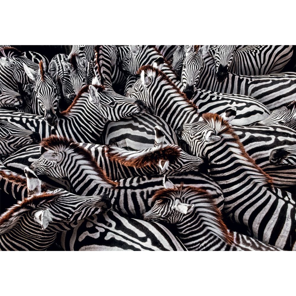 Puzzle 1000 piese Clementoni National Geographic Zebra 39729 - poza 2