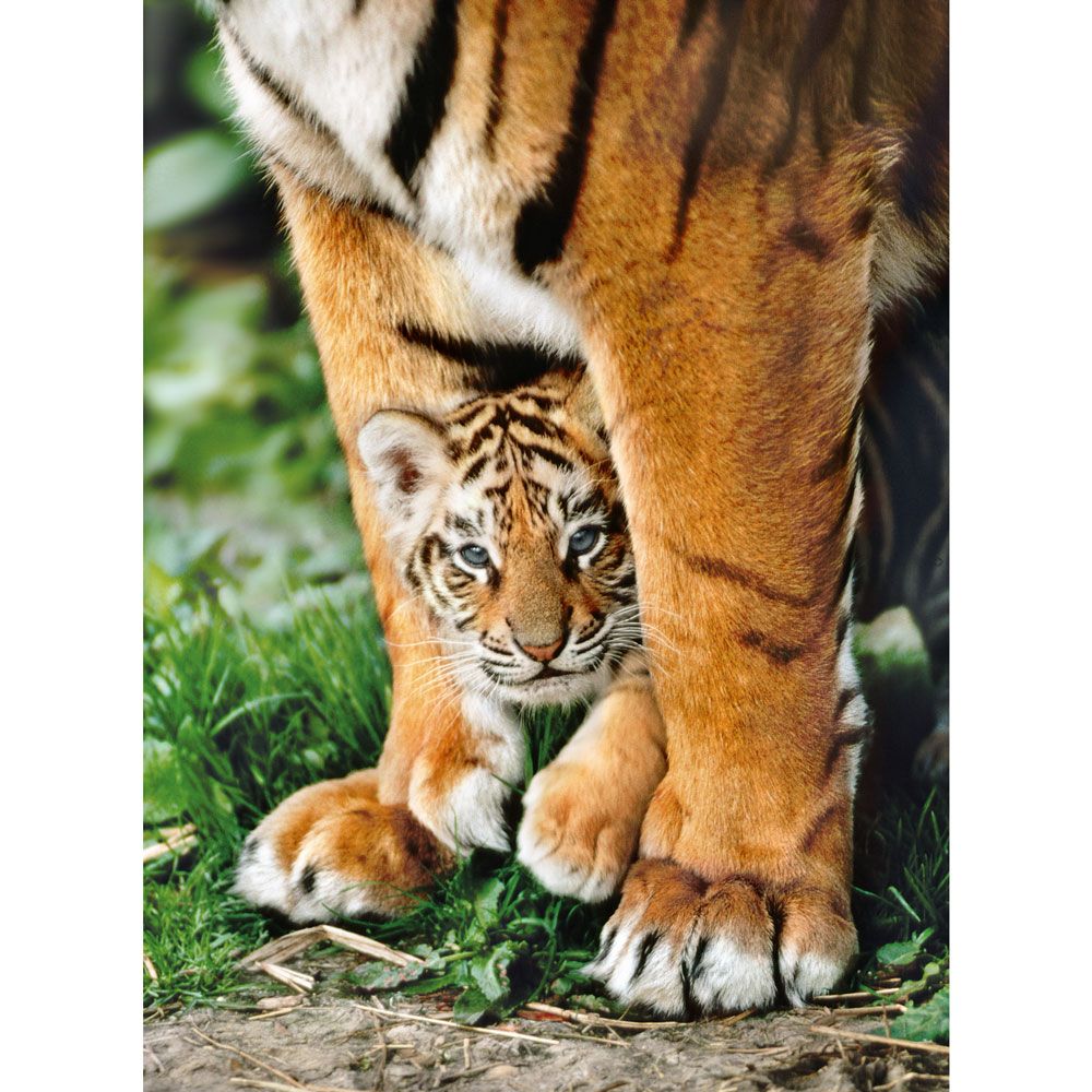 Puzzle 500 piese Clementoni High Quality Collection Pui Tigru Bengalez 35046 - poza 2