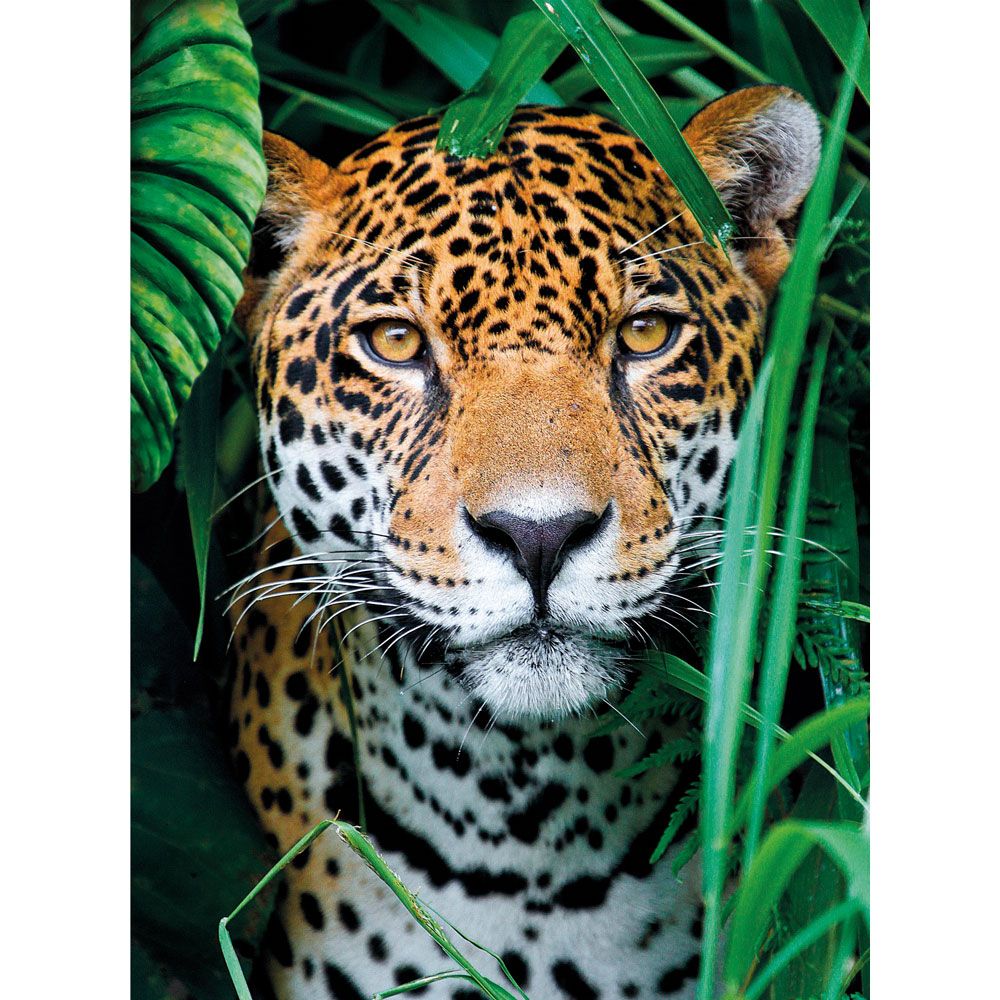 Puzzle 500 piese Clementoni Jaguar in the Jungle - poza 2