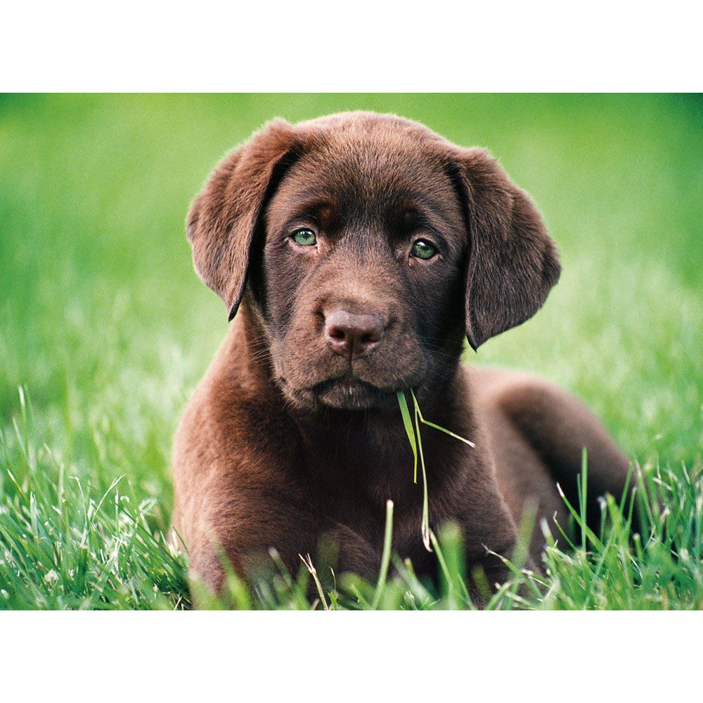 Puzzle 500 piese Clementoni Sweet Puppy - poza 2