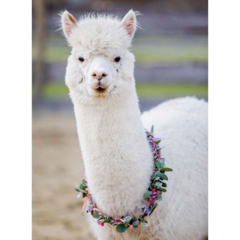 PUZZLE ALPACA, 200 PIESE - poza 2