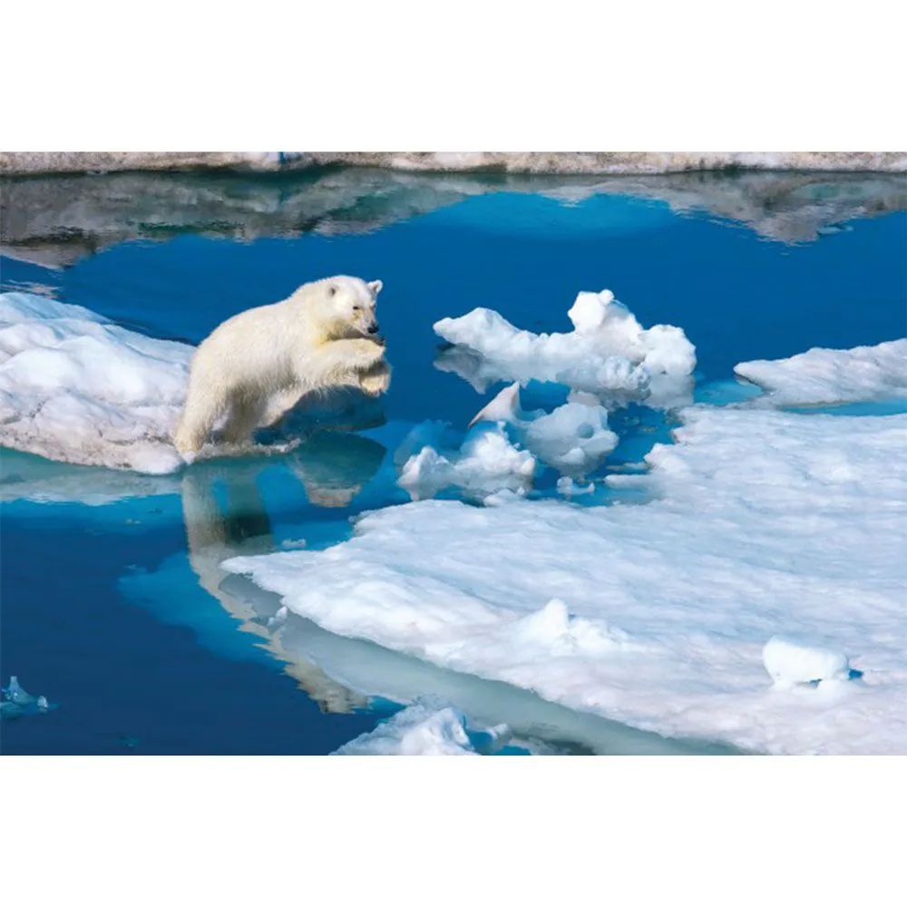 Puzzle Clementoni 1000 Piese National Geographic Urs Polar - poza 2