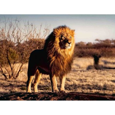 Puzzle Leu Regele Animalelor, 1500 Piese - poza 1